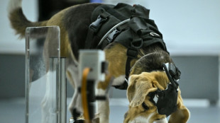 Empresa de IA usa cachorros para detectar o c&acirc;ncer