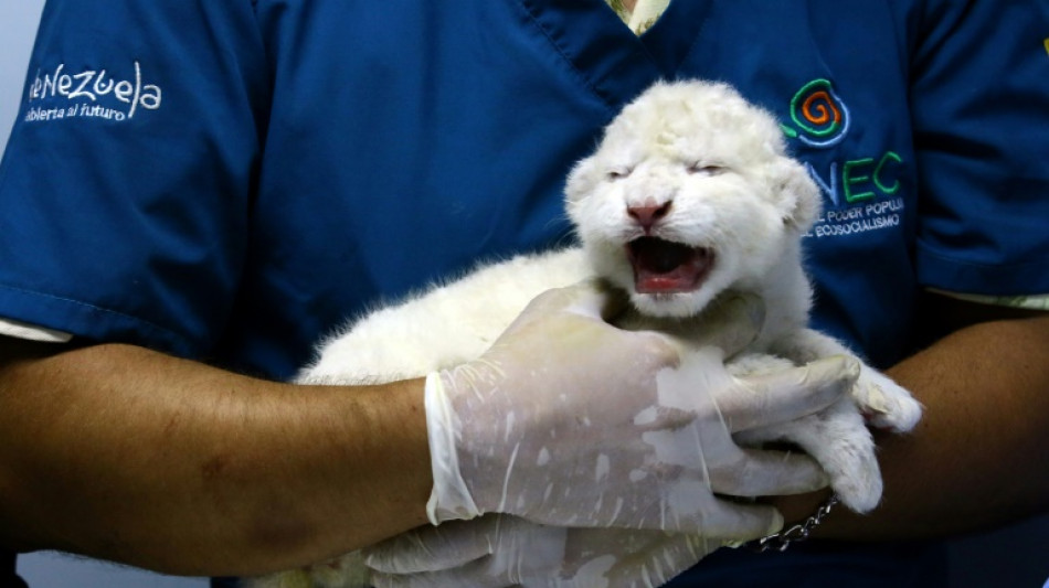 Venezuela : naissance de trois lionceaux  blancs, une premi&egrave;re dans le pays
