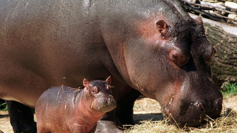 Colombia, stop al piano per abbattere gli ippopotami di Escobar
