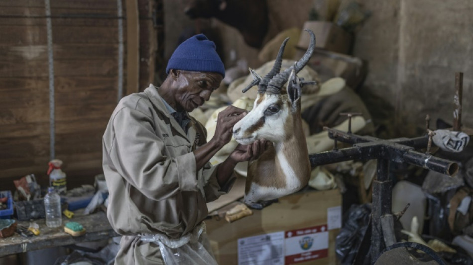 Lions et z&egrave;bres de salon: la taxidermie sud-africaine dans la tourmente