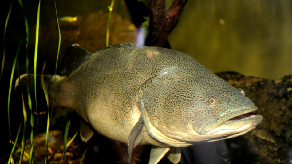 Australian Murray cod wallops swim record