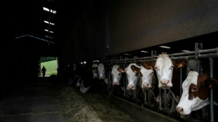 Après la dermatose, les éleveurs des Alpes reconstituent leurs troupeaux