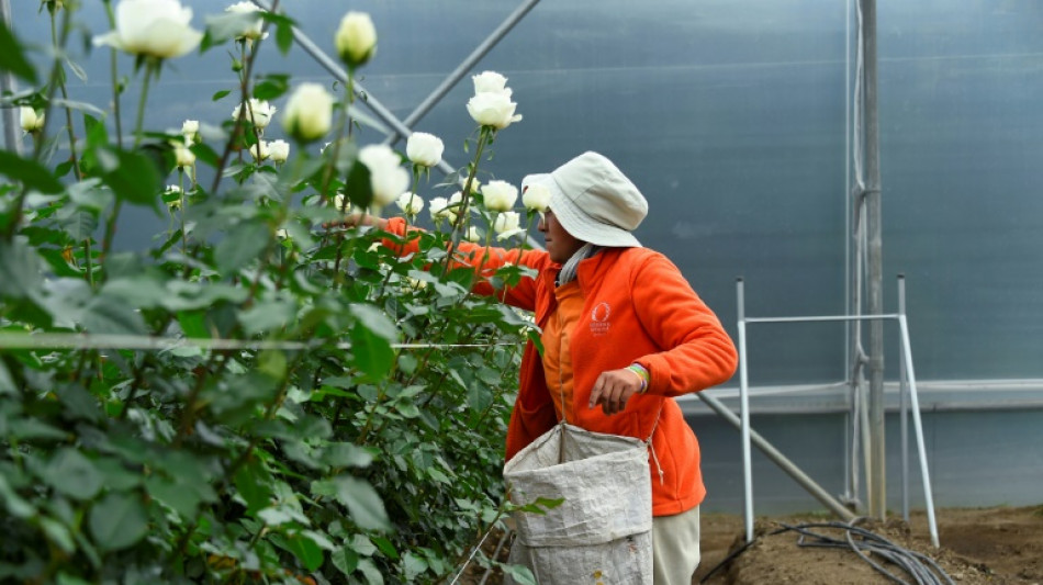 La course d'obstacles des roses &eacute;quatoriennes pour arriver sur les &eacute;tals du monde
