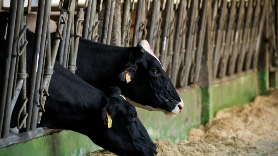 Detectan casos de dermatosis nodular en una explotación ganadera del noreste de España