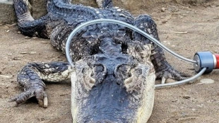 Un caim&aacute;n en estado "let&aacute;rgico" aparece en un parque de Nueva York