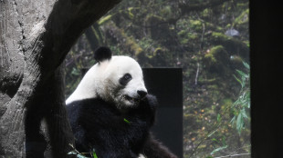 Fine di un'era in Giappone, la Cina si riprende gli ultimi due panda
