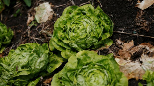 Trafic de pesticides: prison ferme contre un fournisseur et un important mara&icirc;cher