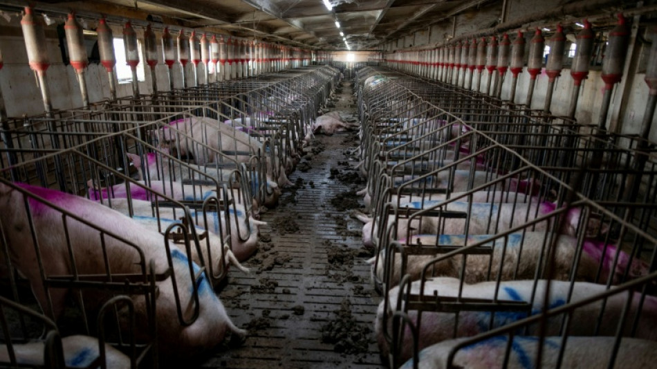 México suspende las importaciones de carne de cerdo española por la peste porcina africana