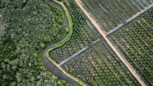 Bruxelles veut élaguer sa loi contre la déforestation, enlisée dans les reports