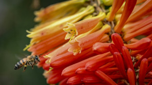Pesticides causing widespread harm to animals and plants: study