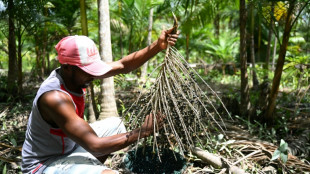 'Boom' do a&ccedil;a&iacute;, uma amea&ccedil;a para a Amaz&ocirc;nia
