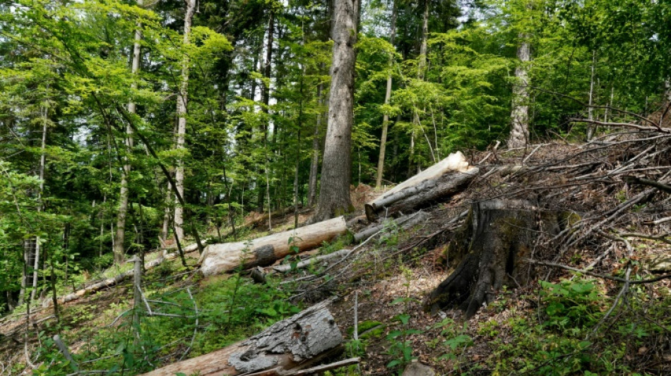 Dans les Carpates, prot&eacute;ger les for&ecirc;ts, traquer les pilleurs
