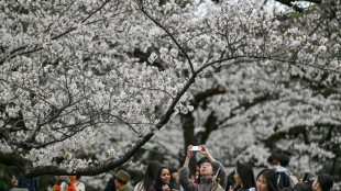 Au Japon, un outil d'IA pour pr&eacute;server les cerisiers en fleurs