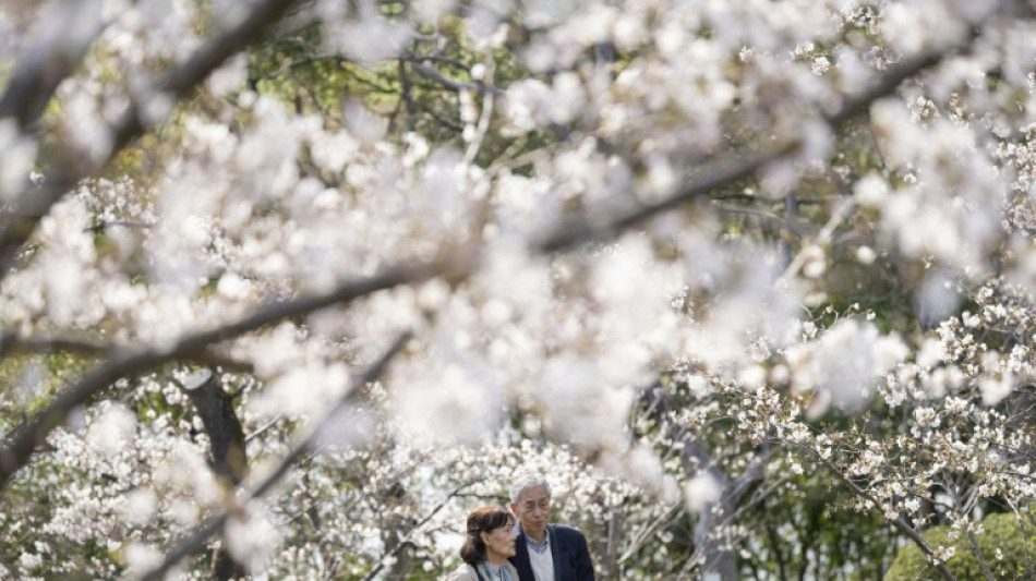 La temporada de cerezos en flor alcanza su punto m&aacute;ximo en Jap&oacute;n