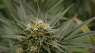 Switzerland mulls legalising recreational cannabis