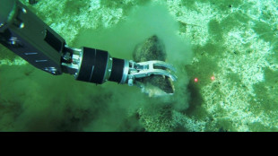 Millionen Kadaver: Chinesische Forscher entdecken gr&ouml;&szlig;ten Wal-Friedhof der Welt