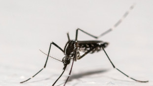 Europa registra recorde de surtos de doenças transmitidas por mosquitos