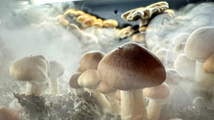 New Zealand approves medicinal use of 'magic mushrooms'