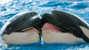 Ore decisive per Wikie e Keijo, le orche di Marineland Antibes