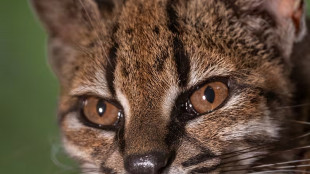 Scoperta nuova specie di felino selvatico in Bolivia