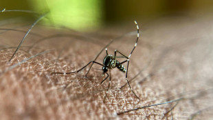 Chikungunya: le virus circule toujours activement à Mayotte