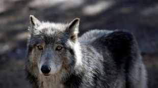 Un conducteur condamn&eacute; apr&egrave;s avoir tent&eacute; d'&eacute;craser un loup