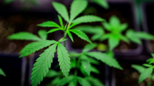 Ermittler finden in Bremen und Niedersachsen Cannabisplantagen - fünf Festnahmen