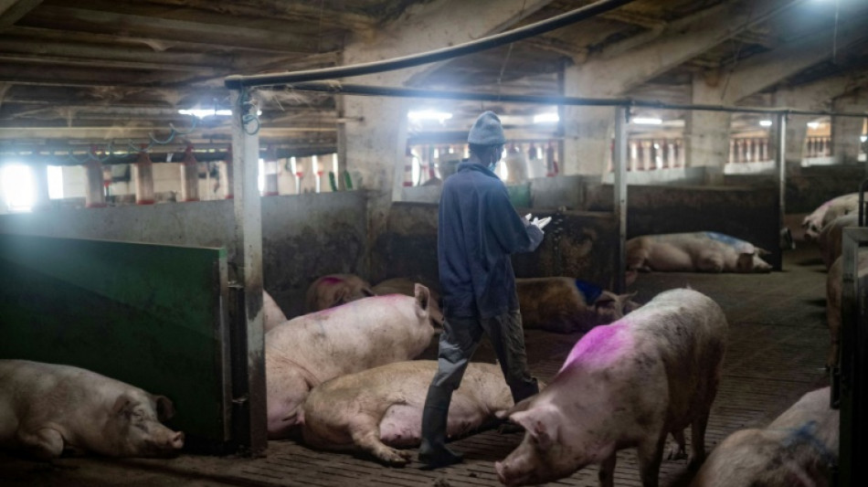 China impondrá recargos provisionales sobre las importaciones de cerdo europeo