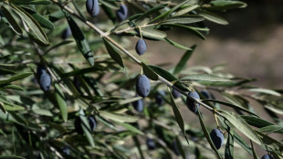 Azeitonas est&atilde;o cada vez mais escassas na Gr&eacute;cia, onde j&aacute; 'n&atilde;o h&aacute; inverno'
