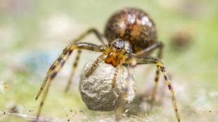 Scoperta una nuova specie di ragno dedicata ai Pink Floyd