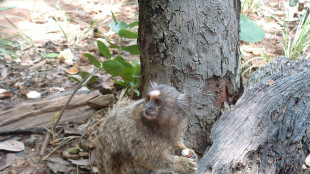 Anche alcune scimmie cacciano e consumano carne