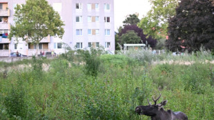 En Autriche, l'élan Emil frappé d'une obligation de quitter le territoire