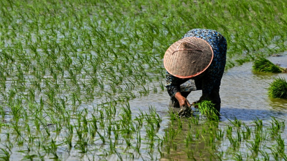 Arroz registra o maior pre&ccedil;o mundial em 15 anos