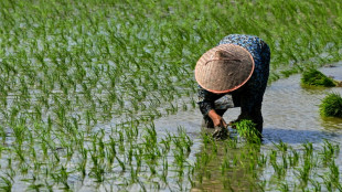 Arroz registra o maior pre&ccedil;o mundial em 15 anos