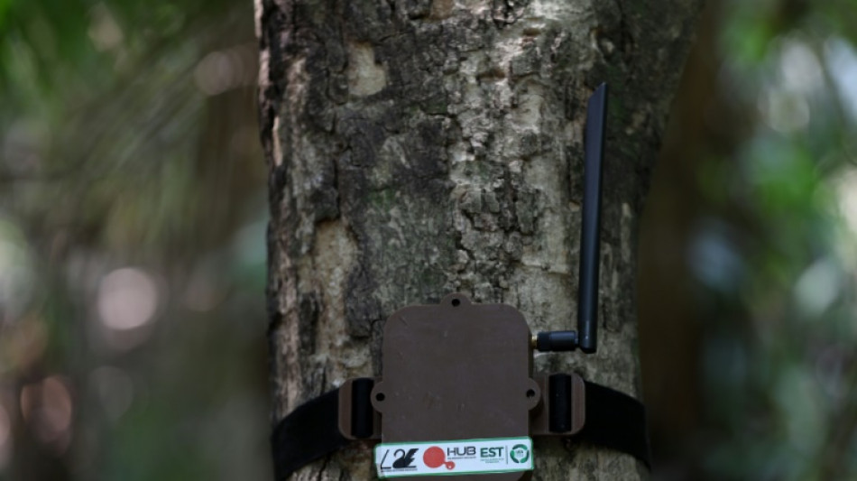 Curupira 'high tech', um guardi&atilde;o equipado com IA em defesa da Amaz&ocirc;nia