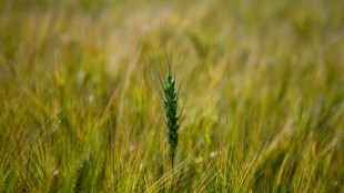 Argentina restablece los impuestos a las exportaciones agrícolas; mantiene la exención a la carne
