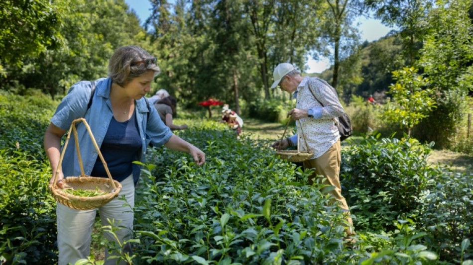 La fili&egrave;re "th&eacute;" trace son sillon en Bretagne et en France