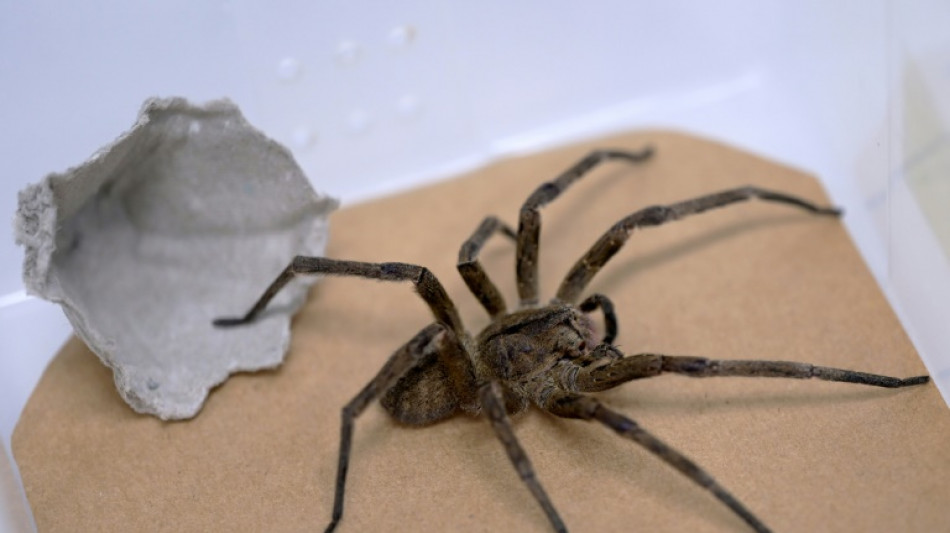 Aranha-armadeira, uma aliada do homem contra a impot&ecirc;ncia