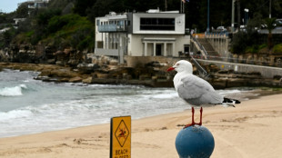 Australie: une nageuse dans un &eacute;tat critique apr&egrave;s avoir &eacute;t&eacute; mordue par un requin