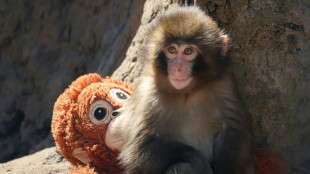 Fans flock to Japan zoo to see viral baby monkey Punch