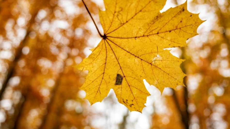 Wetterbilanz: Oktober war golden - aber auch &uuml;berdurchschnittlich nass