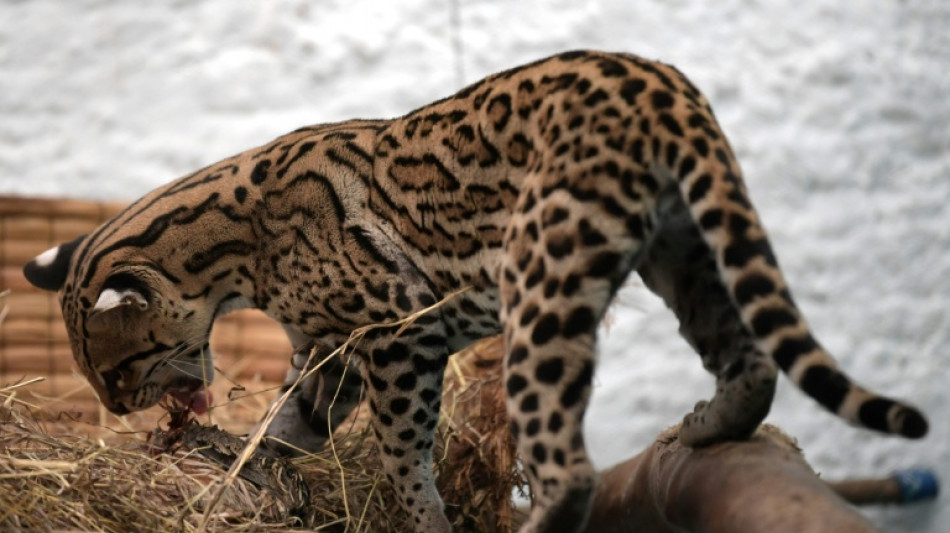 Interpol apreende mais de 1.000 animais traficados ilegalmente na Am&eacute;rica Latina