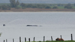 Neuer Rettungsversuch f&uuml;r hilflosen Wal vor Ostseek&uuml;ste erwartet