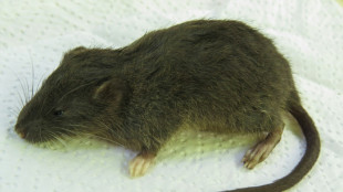 Une espèce inconnue de rongeur découverte dans la jungle au Pérou