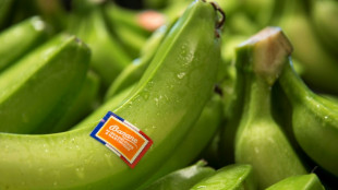 Antilles: pour sauver leurs bananes, les producteurs comptent sur une nouvelle g&eacute;n&eacute;ration d'OGM