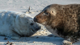 Erste Kegelrobbenbabys der Saison auf Nordseeinsel Helgoland geboren