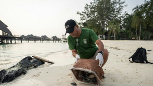 Frente al declive de las especies, la tortuga verde ofrece un rayo de esperanza