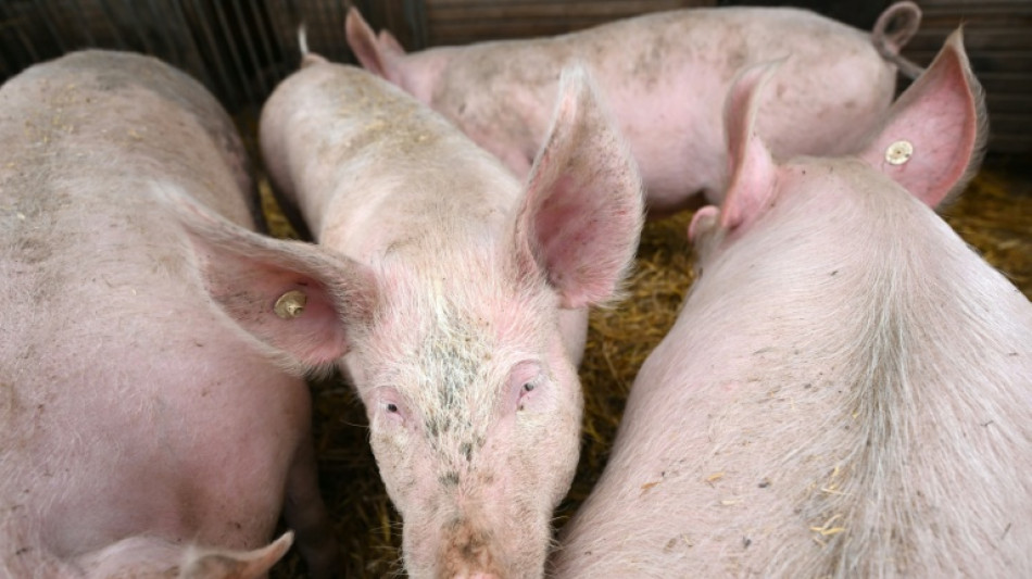 Pflicht zur Kennzeichung der Haltungsform bei Schweinefleisch kommt sp&auml;ter