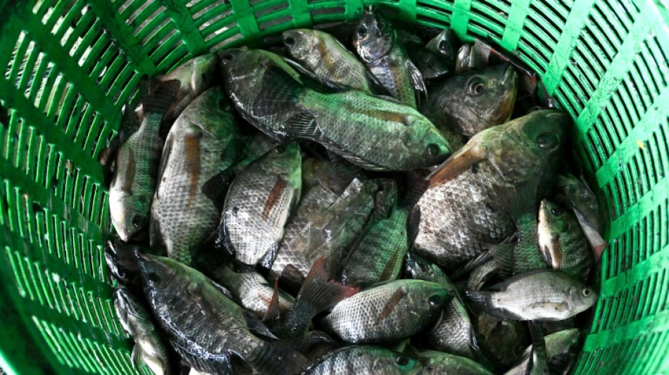 Tha&iuml;lande: un tribunal accepte une action de groupe dans une affaire de poisson envahissant