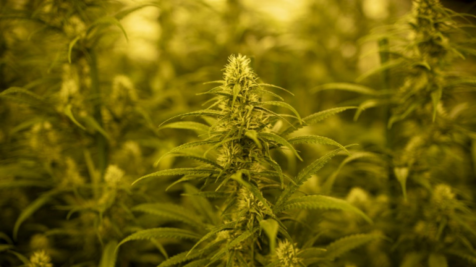 La Guardia Civil espa&ntilde;ola anuncia un decomiso r&eacute;cord de marihuana 